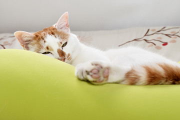 クッションの上の飼い猫