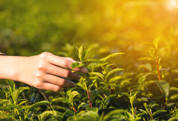Fototapeta premium Closeup hand of farmer woman taking green tea bud in tea plantation,harvest and organic