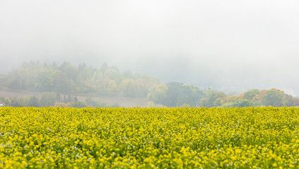 rapeseed field in the mist 