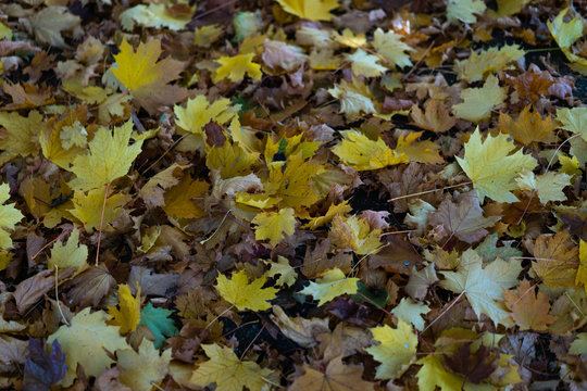 Autumn leaves of different shades