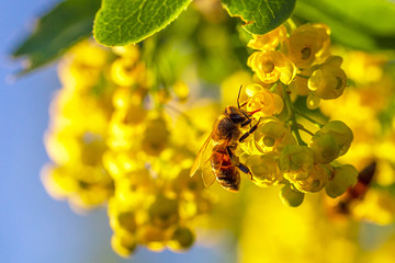 Honey bee pollinates yellow flowers barberry in the garden on background of blue sky. Nature in...