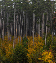 colorful autumn forest
