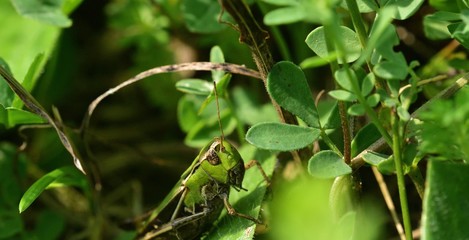 The meadow grasshopper crawling on green leaf macro photo