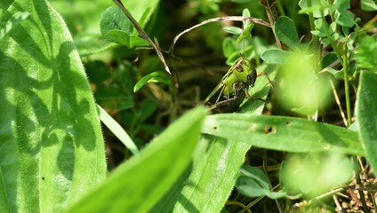 Meadow grasshopper macro of head hidden in the grass