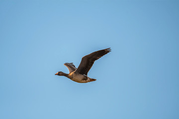 Fototapeta premium Greater White fronted Goose in Mai Po Nature Reserve, Hong Kong (Formal Name: Anser albifrons)
