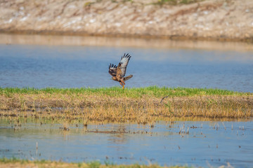 Common Buzzard in Mai Po Nature Reserve, Hong Kong (Formal Name: Buteo buteo)