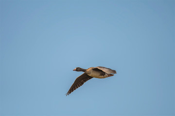 Greater White fronted Goose in Mai Po Nature Reserve, Hong Kong (Formal Name: Anser albifrons)
