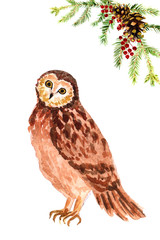 Watercolor hand-drawn forest owl isolated on a white background