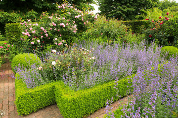 Buchsbaumgarten mit Katzenminze