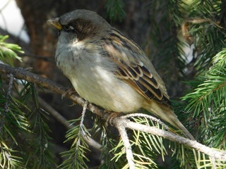a small Sparrow sits on a branch of a pine tree. Bird close-up. A bird a Sparrow. siberian