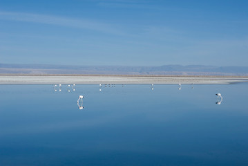 San Pedro de Atacama, Antofagasta, Chile - November 01, 2012: Flamingos in the huge Lake Cejar (Laguna Cejar), in the Atacama Desert