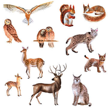 Watercolor hand-drawn set of forest animals isolated on a white background