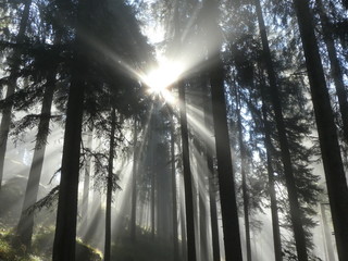 Sonnenstrahlen wald