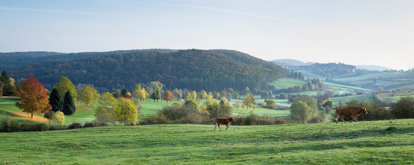 cow and calf in the fall walk through bright colors of luxemburg landscape © ahavelaar