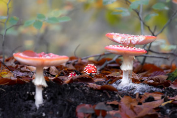 Mushroom close-up with nice colourful bokeh background