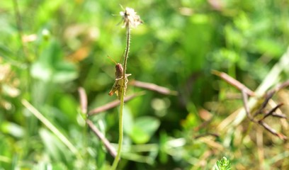 Meadow grasshopper macro of head hidden in the grass