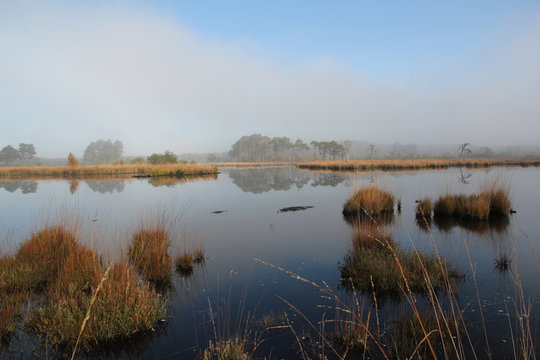 Thursley nature reserve, Surrey hills, England perfectly still reflection of the Scots Pine trees and grasses on the water as early morning fog rises