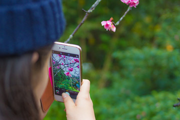 桜　チェリーブロッサム
