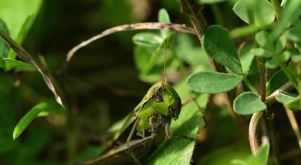The meadow grasshopper crawling on green leaf macro photo