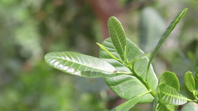 Wind and green leaves