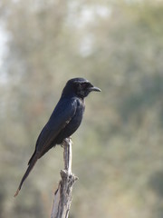 Vogel schwarz