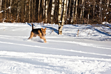 Dog breed Airedale Terrier runs across a snowy field