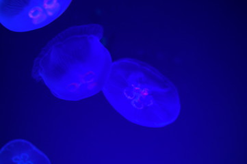 Obraz na płótnie Canvas Jellyfish fantastically floating in the water