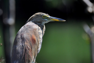 Bittern, Botaurus stellaris. Madu Ganga River, Sri Lanka