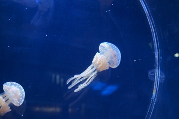 Jellyfish fantastically floating in the water