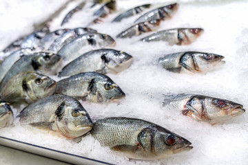 dorado fish on ice, raw seafood in market close up