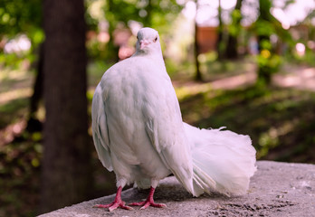 pigeon family bird sits in the summer in the park.