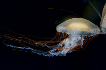 Jellyfish fantastically floating in the water