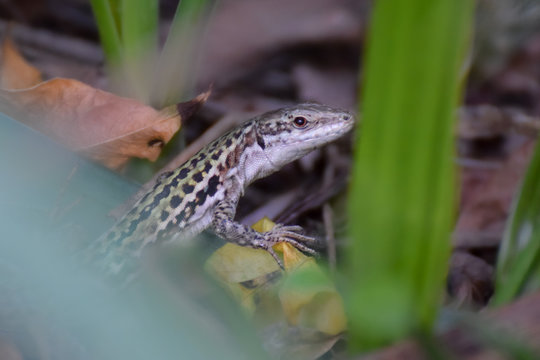Lizard close-up in Toarmina, Sicily Italy