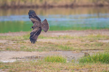 Black Kite in Mai Po Nature Reserve, Hong Kong (Formal Name: Milvus mingrans)