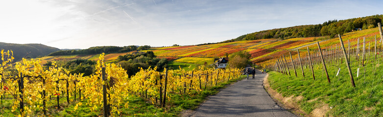 Indian summer on the red wine trail in the Ahr valley - obrazy, fototapety, plakaty