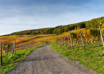 Indian summer on the red wine trail in the Ahr valley