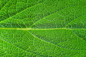 Macro texture of sage leaf closeup