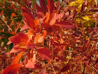 barberry Bush. The barberry Bush in the fall. Autumn leave. Branch of the barberry plant in autumn. Colorful autumn.