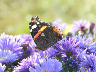 butterfly close-up.macro mode. butterfly on a flower. autumn. flower cornflower. purple flower.blue flower. nature