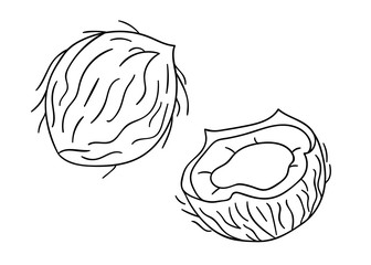 Vector black and white coconut icon. Set of isolated monochrome nuts. Food line drawing illustration in cartoon or doodle style isolated on white background..