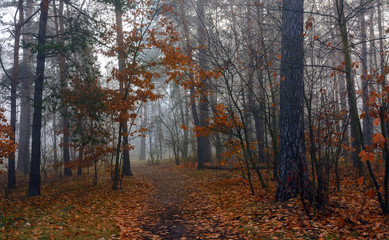 Forest. Autumn. Fog enveloped the trees. Leaves and grass dressed in autumn outfits