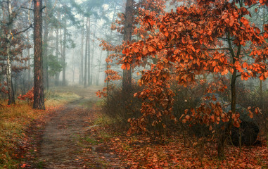 Forest. Autumn. Fog enveloped the trees. Leaves and grass dressed in autumn outfits