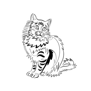 Continuous line illustration of a longhair cat (breed - Norsk Skogkatt)