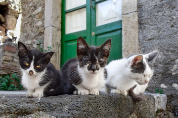 Fototapeta na wymiar Stray cats on the streets of Castelmola, Sicily, Italy
