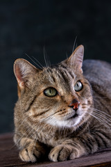 Portrait of shorthair grey cat with big wide face on Isolated Black background.