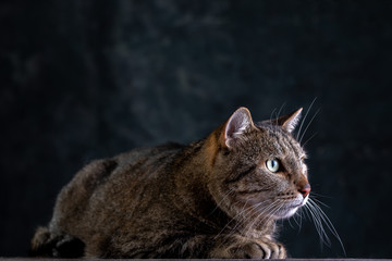 Portrait of shorthair grey cat with big wide face on Isolated Black background.