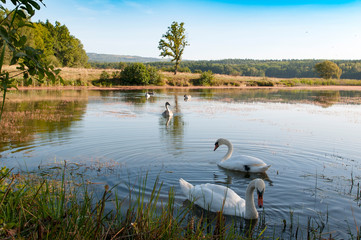 white swans with small swans on the lake