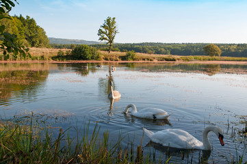 white swans with small swans on the lake