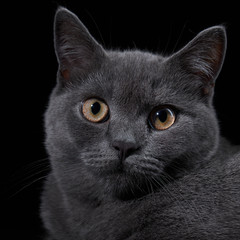Face of a grey british shorthair kitten on a black background. Close-up portrait
