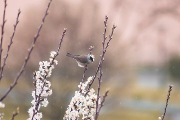 bird in rain